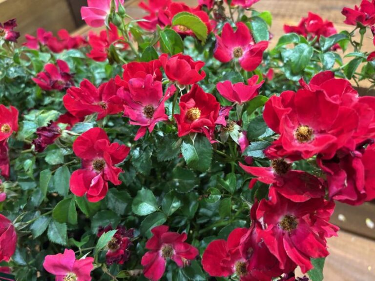 Meidelvega 'Scarlet Drift' (Star Roses and Plants)