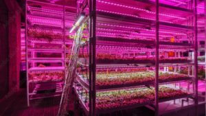 How LED Lighting Gives Greenhouse Growers a Competitive Edge