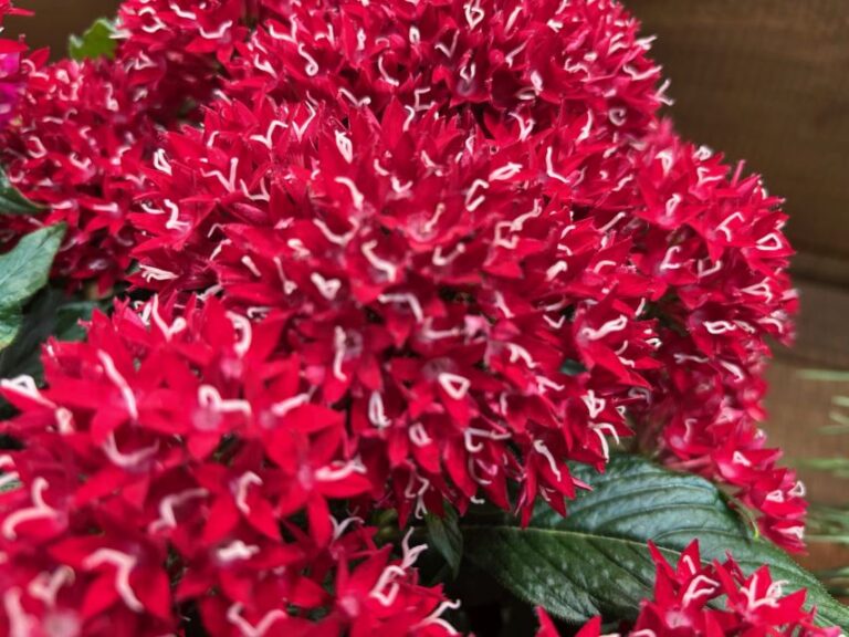 Pentas 'Graffiti Deep Red' (Benary)