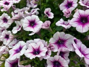 Petunia 'Capella Berry Lace' (Danziger)