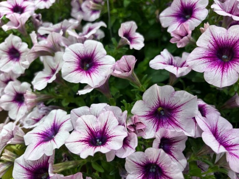 Petunia 'Capella Berry Lace' (Danziger)