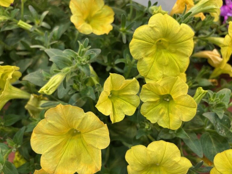 Petunia 'Crazytunia Yello' (Westhoff)