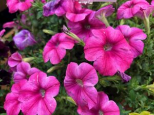 Petunia 'Pink Cloud' (Westhoff)