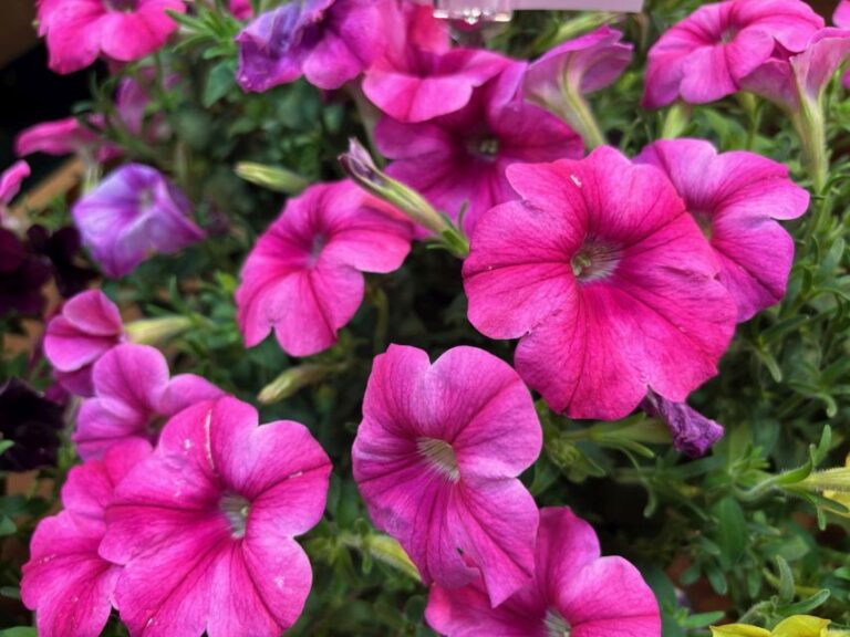 Petunia 'Pink Cloud' (Westhoff)