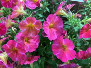 Petunia 'SuperCal Premium Coral Star' (Sakata)