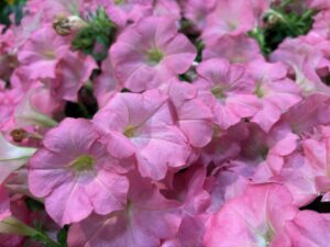 Petunia 'Surfinia Heavenly Cashmere Pink' (Suntory Flowers)