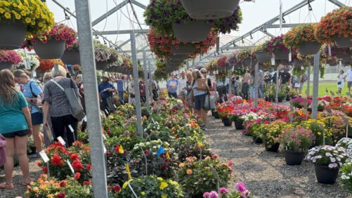 A Look at Perennials from Plantpeddler’s Variety Day 2025