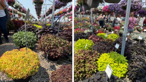 A Look at Foliage Plants from Plantpeddler’s Variety Day 2025