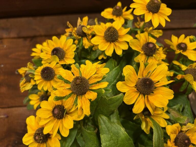 Rudbeckia 'Tablemate Gold' (Benary)