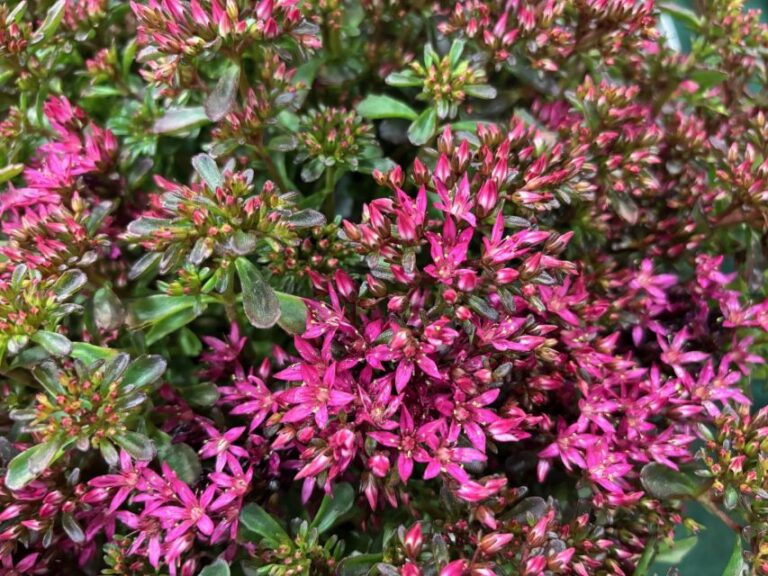Sedum spurium 'Spot On Red' (Syngenta Flowers/ThinkPlants)