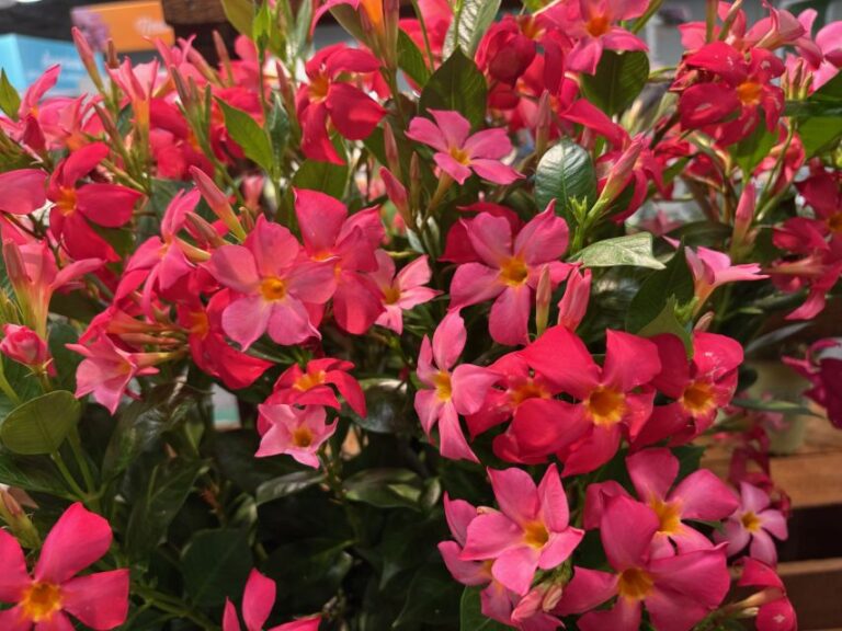 'Sun Parasol FiredUp Coral' (Suntory Flowers)