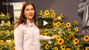 Vibrant Color Plus Container Convenience