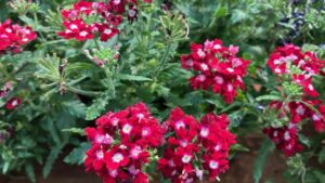 More Highlights from the New Varieties Zone at Cultivate’25