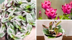 What’s New in Foliage and Houseplants?