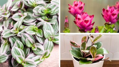 What’s New in Foliage and Houseplants?