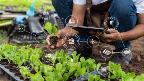 How to Harness Digital Twins in Greenhouse Growing