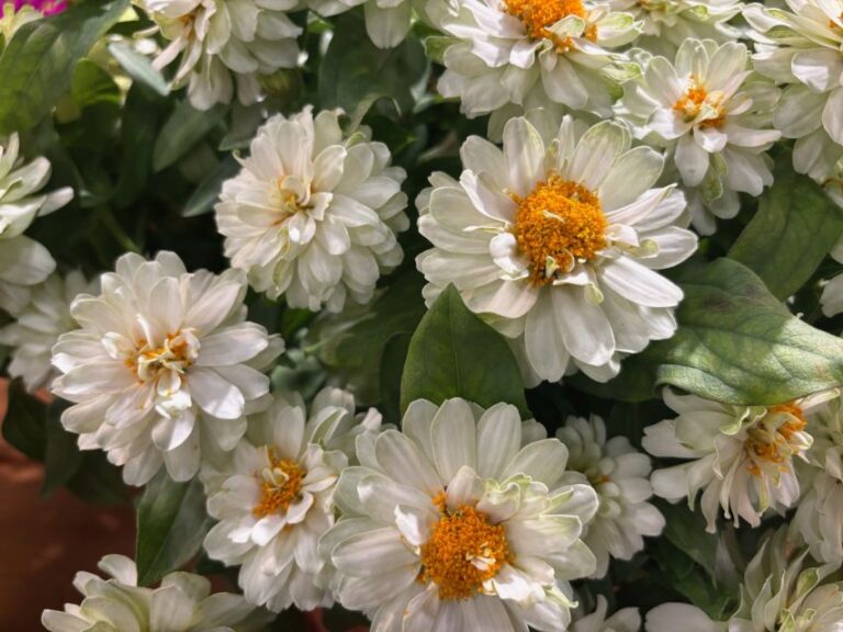 Zinnia 'Profusion Double White Imp.' (Sakata)