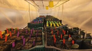 What We’ve Learned About Tea Propagation in the Pacific Northwest