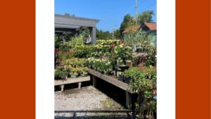 Comparing Online and In-Store Trends in Plant Purchasing Behavior