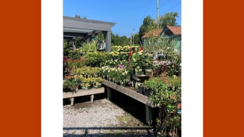 Comparing Online and In-Store Trends in Plant Purchasing Behavior