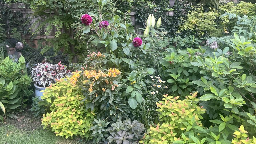 Plant Trials and Tribulations from the Garden of Dr. Allan Armitage