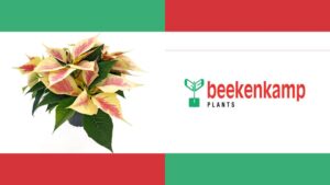 Video Spotlight: Drop Testing Superstars Petunias