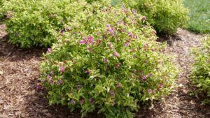 Bubbly Wine Weigela from Proven Winners Scores New International Awards