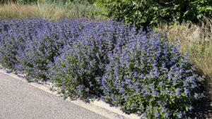 Factors That Determine a Plant’s Presence