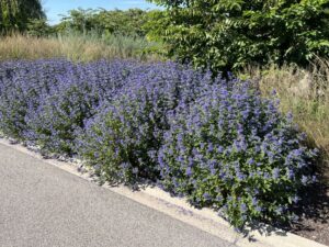 Caryopteris × clandonensis ‘Emerald Crest’
