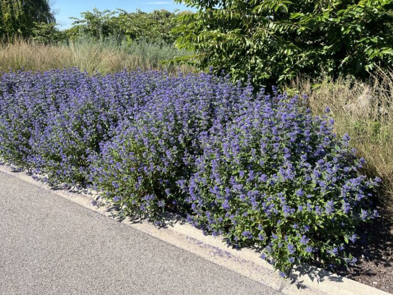 Caryopteris × clandonensis ‘Emerald Crest’