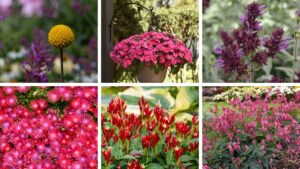 Even More Expert Favorites at 2025 Michigan Garden Plant Tour Trial Sites