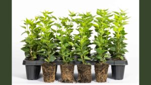 Introducing the New ‘Strong Starts’ Liner Program from Monrovia