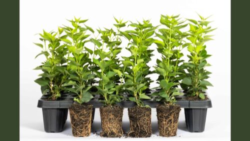 Introducing the New ‘Strong Starts’ Liner Program from Monrovia