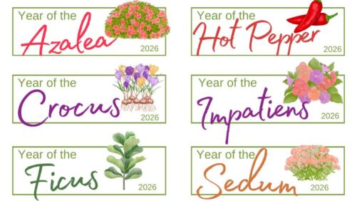 National Garden Bureau Reveals Its 2026 ‘Year of the’ Crops