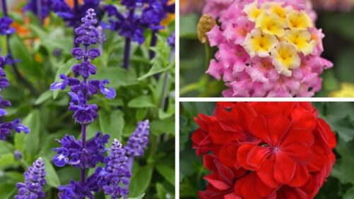 Video Spotlight: New Variety Introductions for 2026 from Ball FloraPlant