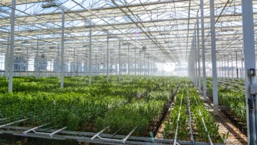 Emerging Greenhouse Risk and Insurance Trends for 2026