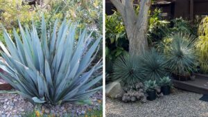 Rancho Tissue Technologies Adds New Varieties to Its Yucca Collection