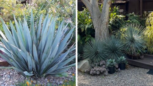 Rancho Tissue Technologies Adds New Varieties to Its Yucca Collection