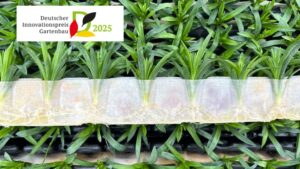 Selecta One Awarded the 2025 German Horticulture Innovation Prize