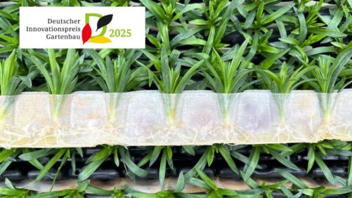 Selecta One Awarded the 2025 German Horticulture Innovation Prize