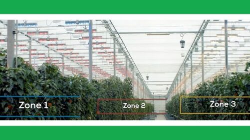 Improving Yield, Quality, and Efficiency with Multi-Zone Greenhouse Lighting