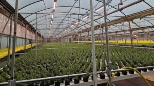 Essential Factors to Consider in Your Greenhouse Lighting Plan