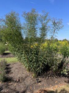 Vernonia ‘Over My Head’