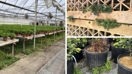 How to Boost Greenhouse Weed Control with Non-Chemical Solutions
