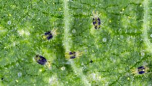 Fighting Mites the Right Way