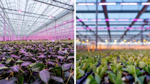 New Innovations in the Field of Greenhouse Lighting