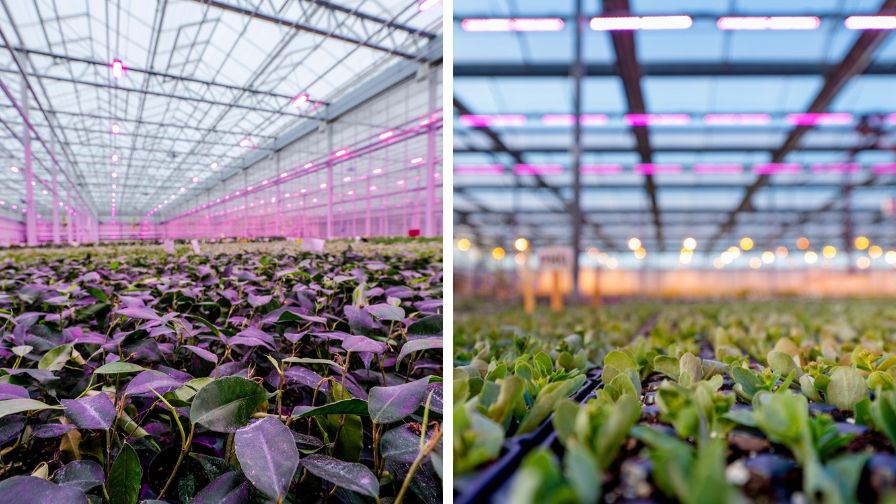 New Innovations in the Field of Greenhouse Lighting