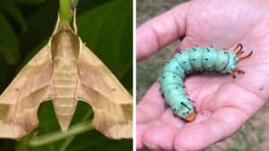 Why Moths Matter More than You Might Think as Pollinators