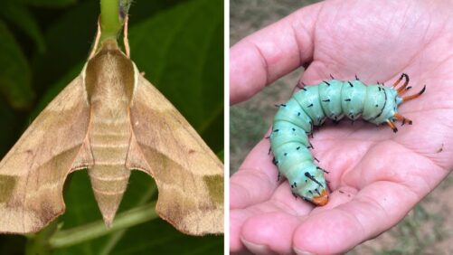Why Moths Matter More than You Might Think as Pollinators