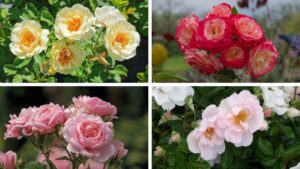Announcing the 2026 Winners of the American Garden Rose Selections